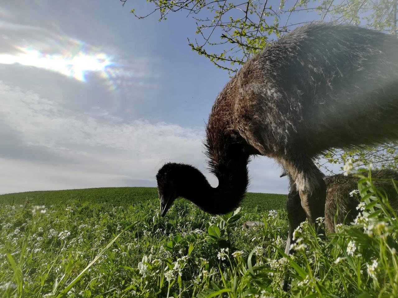 Agriturismo Il Riccio Monticchio  Zewnętrze zdjęcie