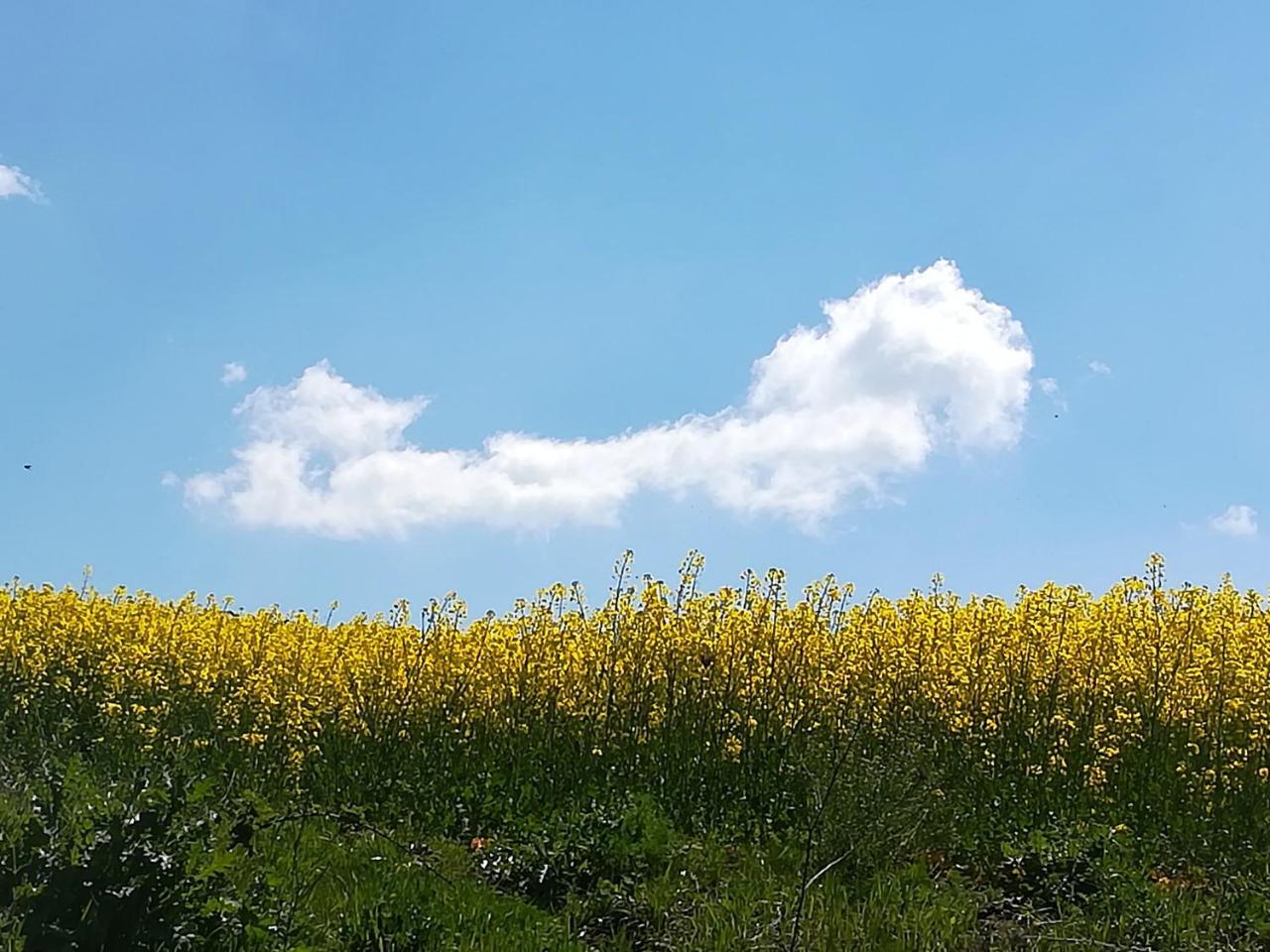 Agriturismo Il Riccio Monticchio  Zewnętrze zdjęcie